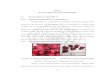 Hibiscus sabdariffia L.) · Bunga rosella menghasilkan warna yang lebih merah karena kandungan pigmen antosianin yang terdapat pada kelopak sari bunga rosella ( Adam, & Andi, 2011)