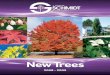 JFS New 2009 PDF - J. Frank Schmidt & Son Co.Foliage: Yellow Fall Color: Golden orange to red Flower: Plume like clusters Bright yellow to yellow-lime leaves of this compact form brighten