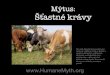 Mýtus Šťastné krávy - Humane MythZmatena a oslabena, telata se též zhroutí. Při dražbě jsou krávy i telata nahnána do ohrady pomocí klacků, holí a elektřinou nabitých