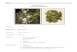 1. Buchu Folia, Buchu Leaves€¦ · Arabic name ﻮﺷﻮﺒﻟا ﻖﻟروأ English name Buchu leaves Latin name Barosma betulina Family name Rutaceae Constituents • 1.3 to