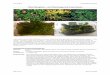 Mini Biosphäre - ein Flaschengarten-Experiment · PDF file 2018. 3. 23. · Das Modell Fachdidaktik Biologie März 2018 Rebecca Brogli Mini Biosphäre - ein Flaschengarten-Experiment