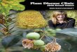 Plant Disease Clinic Annual... · 2017. 8. 17. · 2006 Common Infectious Disease Problems Examples of diseases diagnosed at the Iowa State University Plant Disease Clinic are listed