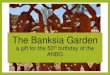 ANBG Banksia Garden · 2020. 9. 23. · The great Banksia Dryandra controversy •Almost all of the plants in the Banksia Garden are from the ‘original’ banksias and this is the