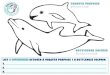 Bottlenose dolphin ˜˚˛˝˙ˆˇ˝˘ · 2020. 4. 13. · Bottlenose dolphin (˜˚˛˝˙ˆˇ˝˘ ˛˚ ˚˝ ) Vaquita porpoise ( ˆ ˆ ˘˝˙ ˚˝ ) List 3 differences between A Vaquita