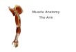 Muscle Anatomy The Armmc3cb.com/pdf_ap_lab/Arm Anatomy.pdf · Muscles Acting on the Arm Axial Muscles. Nine muscles cross the shoulder joint and insert on the humerus. Two are considered