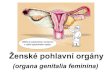 Ženské pohlavní orgány - Masaryk University · 2015. 11. 8. · Zevní ženské pohlavní orgány: • hrma (mons pubis) • velké stydké pysky (labia majora pudendi) • malé
