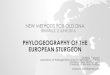 PHYLOGEOGRAPHY OF THE EUROPEAN STURGEON - SEA STURGEON LINEAGE ¢â‚¬¢The sea sturgeon lineage ¢â‚¬â€œtwo sister