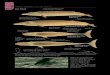 50 MARINE MAMMALS OF THE WORLDassets.press.princeton.edu/birds/shirihai/blues/blue.pdf50 MARINE MAMMALS OF THE WORLD Blue Whale adult Pygmy blue Whale, 22 m adult nominate race, 27