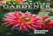 The American GARDENER · 2019. 9. 20. · The Magazine of the American Horticultural Society July / August 2012 ... distinctly American. 20 ENCHANTING LOTUSES BY ILENE STERNBERG If