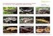 paddenstoelen 2020 mwpkjpg - WordPress.com...Paddenstoelen oktober/november 2020 In het bos van Wijkpark Merenwijk natuur educatie Leidse regio - Ant Legenda: Naam van zwam Grootte