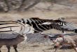 AFRIKANSK VILT - Unzwa Safaris · 2013. 9. 5. · Underarter / Lignende arter: Det finnes et sort og et hvitt neshorn. Dette har ingen ting med fargen å gjøre da begge er relativt
