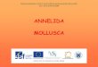 ANNELIDA MOLLUSCA - Masaryk University · Cambarincola spp. – průkaz pozitivního vlivu na životaschopnost raků (mutualismus) Branchiobdella hexodonta – parazitický druh (hostitelská