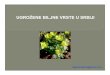Ugrozene biljne vrste u Srbiji biljne vrste u Srbiji.pdf · 2012. 8. 29. · • Regulacija vodotoka • Zagađivanje ili presušivanje podzemnih vodapodzemnih voda • Hidromeliorativni