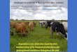Comeron, E.A*,Tieri, M.P.,Charlon, V., Rossetti, L.,Descalzo, A., … COMERON PPT... · 2018. 12. 20. · Key of management … Herbage allowance •defoliation: 80% (160 cows/ha/d-1