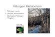 Nitrogen Metabolism - Western Oregon Universityguralnl/gural/330Nitrogen Metabolism.pdf · Nitrogen fixation • Low oxygen conditions required • Need lots of energy •N 2 + 8e-+