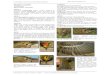 Regulus regulus Goldcrest Reyezuelo sencilloblascozumeta.com/.../611.regulus-regulus.pdf · Javier Blasco-Zumeta & Gerd-Michael Heinze Identification Atlas of Aragon’s Birds / Atlas