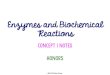 Enzymes and Biochemical Reactions · 2018. 1. 31. · • Enzymes are a type of PROTEIN that speed up biochemical reactions by lowering the activation energy. –Because they speed
