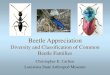 Beetle Appreciation · •Lucanidae •Passalidae •Scarabaeidae Superfamily Buprestoidea •Buprestidae Superfamily Byrroidea •Heteroceridae •Dryopidae •Elmidae Superfamily