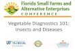 Vegetable Diagnostics 101: Insects and Diseases...Koppert . In plant tissue . In soil/container media . Thrips life cycle . Adult. Egg Larvae Pupae. Florida flower thrips . vs . Western
