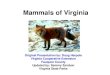 Mammals of Virginia - Virginia Association of Soil & Water ...* Describe the adaptations of mammals and how these relate to environmental factors * Describe the taxonomy of mammals