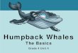Humpback Whales: The Basics...Humpback Whales The Basics Grade 4 Unit 4 . This presentation covers the basics of humpback whale classification, identification, and behavior. Press