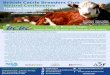 BCBC Final Programme 2021 - British Cattle Breeders Club€¦ · I was introduced to the British Cattle Breeders Club in 2003 and it has become an annual fix ture in my diary ever