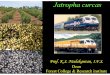 TW - GFC powerpoint lrTNAU jatropha.pdf · 2009. 4. 3. · Jatropha integerrima. Seed sources – 19 Oil content - 26.6 to 35.5% TNMC-6. Production and Supply of Quality Planting