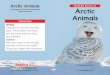 Arctic Animals LEVELED BOOK E Arctic Animals...Choose two animals from this book. Write about how they are the same and how they are different. Science Why are many of the animals