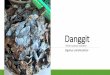 Danggit - CSIRO Research...Fresh Danggit P120-180.00/kg Dried Danggit (DD) P500-550/kg DD- P680-750/kg DD- P700-1,500/kg Fresh Danggit P200-250/kg DD- *P1,500/kg. Risks/Challenges