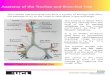 Anatomy of the Trachea and Bronchial Tree _and_...Larynx, Trachea and Bronchial Tree The trachea and bronchial tree form a system of airways that allow the passage of air to the lungs