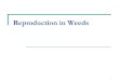 Reproduction in Weeds - ... 3 Weed Reproduction Weeds most often reproduce by seed. Some weeds reproduce