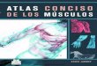 Atlas Conciso de los Musculos - fisioimportamerica · 2019. 12. 30. · Acción de grupo de los músculos 31 2. Músculos de la cara, la cabeza y el cuello Occipitofrontal 34 Orbicular