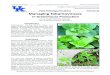 Plant Pathology Fact Sheet Managing Tobamoviruses · 2020. 9. 4. · Plant Pathology Fact Sheet Managing Tobamoviruses in Greenhouse Production Figure 1. Tobacco Mosaic Virus (TMV)
