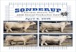 Sonderup Charolais Ranch Inc, Tom Sonderup, Fullerton, bull, cow … · 2017. 8. 23. · Sonderup Charolais Ranch, Inc. PB. 1. Sonderup Charolais Ranch, Inc. 33rd Annual Production