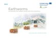 Earthworms - About · review of earthworm impact on soil function and ecosystem services, European Journal of Soil Science, 64, 161-182. ... role of earthworms in the production of