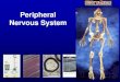 PERIPHERAL NERVOUS SYSTEM · Nervous tissue Distribution: comprise the central nervous system. Individual peripheral nerves are found throughout the body. Individual neurons and clusters