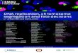 DNA replication, chromosome segregation and fate decisionsFrederic Boccard I2BC, Gif-sur-Yvette, FR Dana Branzei IFOM, Milano, IT Sara Buonomo Edinburgh University, UK Nynke Dekker