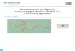 Phaseolus Vulgaris Leucoagglutinin (PHA-L), Unconjugated PDF · 2021. 2. 20. · 1  2/20/21 Phaseolus Vulgaris Leucoagglutinin (PHA-L), Unconjugated Product Images