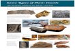 The Botanic Garden of Smith College - Some Types of Plant Fossils Types... · 2020. 1. 3. · Some Types of Plant Fossils THE BOTANIC GARDEN OF SMITH C OLLE G E Much of what we know