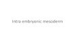 Intra embryonic mesoderm - Manav Rachna Vidyanatariksha · PDF file • at edges of embryonic disc , the intraembryonic mesoderm is continious with extraembryonic mesoderm. • intraembryonic