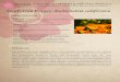 Materia Medica Template2 - Wild Rose College of Natural Healing · 2020. 10. 29. · Materia Medica Template2 Author: cedarhillherbs Keywords: DADnA8Oz5fw,BACYayPjaD0 Created Date: