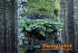 Teejuht - Voog website building platform · 2020. 3. 4. · Nõmme- ja palumetsad 106 Laanemetsad108 Salumetsad110 Turvas- ja turvastunud muldadel kasvavad metsad 111 Järelsõna