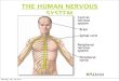 THE HUMAN NERVOUS SYSTEM · 2019. 9. 12. · ELECTROCHEMICAL IMPULSE • nerve impulses are ELECTROCHEMICAL MESSAGES created by the movement of ions through the nerve cell membrane