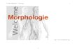 F. Plank, Morphology I: 1. Orientation 1 - uni-konstanz.de · 2019. 10. 2. · Morphology. London: Macmillan. • Lieber, Rochelle. 2010. Introducing morphology. Cambridge: CUP. •