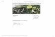 Leccinum pseudoscabrum (Kallenb.) Sutara · 2020. 6. 22. · 3/7/2018 Leccinum pseudoscabrum (Kallenb.) Sutara  1/1 Leccinum …