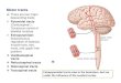 3rd year neuro 2021.ppt...the pons and medulla oblongata – received afferents from inner ear and cerebellum • axons descend uncrossed – through medulla and through the length
