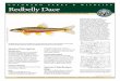 C O LO R AD O PARKS & WILD LIFE Redbelly Dace...C O LO R AD O PARKS & WILD LIFE Redbelly Dace Species Description Identification Two dace are included in this guild: northern redbelly