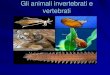 I vertebrati e invertebrati - IC ROSATE · 2016. 12. 19. · Gli invertebrati più semplici sono le spugne, meduse e coralli La superficie del corpo delle spugne è caratterizzata