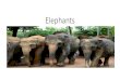 Elephants...Elephant tusks •You can tell a lot about an elephant by looking at their tusks! Elephant tusks never stop growing, so enormous tusks can be a sign of an old elephant