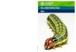 Fall armyworm Q&A - Food and Agriculture Organization · 2021. 2. 9. · MORE INFORMATION AGP-Director@fao.org Food-chain-crisis@fao.org ... in Africa (general predators, parasitoids